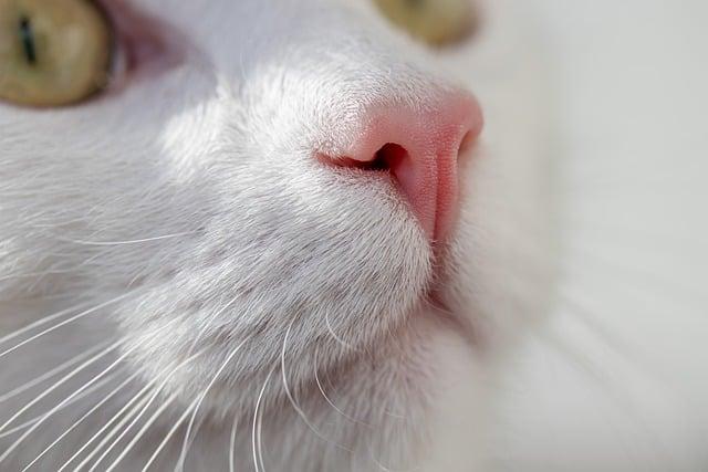 cat, animal, mammal, feline, domestic, pet, nature, domestic cat, close up, nose, whiskers, domestic animal