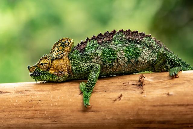 chameleon, reptile, nature, animals, wood, scales, exotic, chameleon, chameleon, chameleon, chameleon, chameleon, reptile, reptile