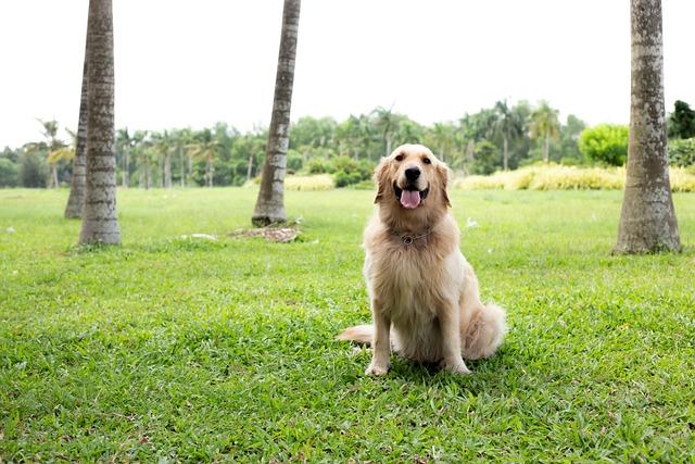 dog, nature, golden, animal, cute, pet, friendly