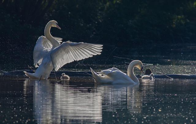 swans, birds, lake, cygnets, young birds, water birds, waterfowls, aquatic birds, animals, family, bird watching, nature, sunrise, swans, swans, birds, family, family, family, family, family, sunrise