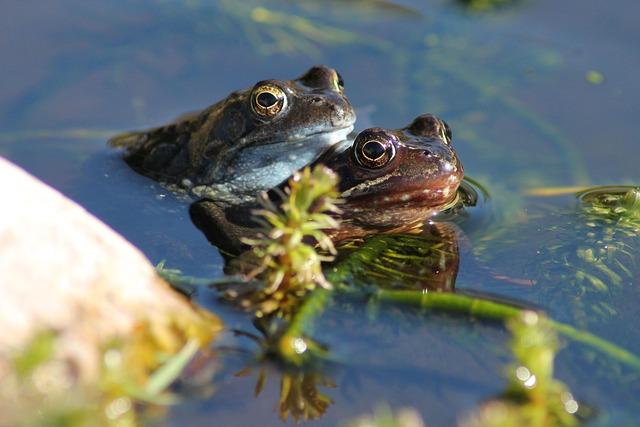 frogs, pairing, nature, amphibians, propagation, pond, toads, wildlife, couple