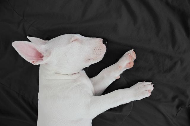dog, bull terrier, friend, nature, animal, mammal, breed, pet, sleeping, puppy