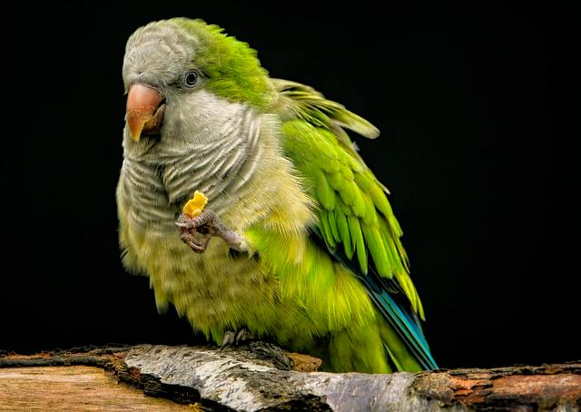 parrot, parakeet, monk parakeet, monk parrot, quaker parrot, psittacidae, nature, true parrot, bird, avian, ornithology, animal