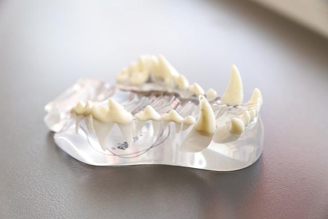 tooth model, grazing, animals, pet, animal, pets, veterinary, veterinarians, dog, canine, nature, medical, doctor, health, vet, care, clinic