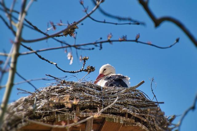 stork, white stork, bird, bird nest, animal, nest, spring, nature, stork, stork, bird nest, bird nest, nest, nest, nest, nest, nest, spring, spring, spring