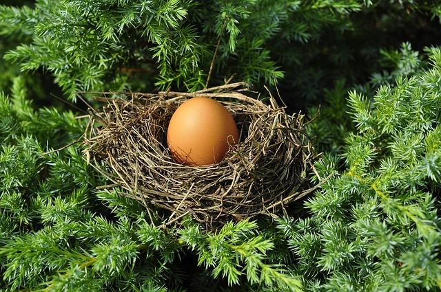 egg, nest, tree, branches, foliage, nature, bird's nest, bird