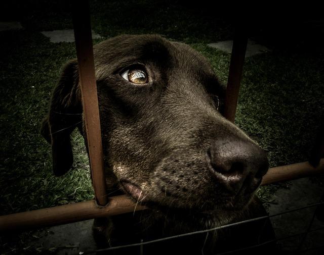 10 Essential Tips for Successfully Adopting a Rescue Animal
