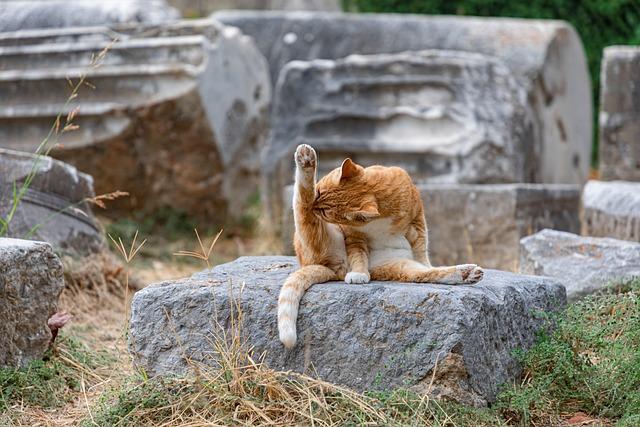 Ultimate Guide: How to Groom Your Long-Haired Cat for a Lustrous Coat