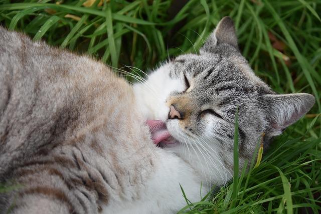 cat, rough cat tongue, cat is grooming, alley cat, pussy cloud, european cat, animal, domesticated cat, pet, feline