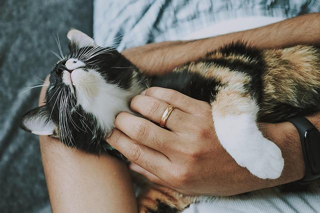cat, pet, care, pet care, nature, kitten, animal, domestic cat, feline, mammal, cute, furry, playful, fur, kitty, adorable, rescue cat, animal care, closeup