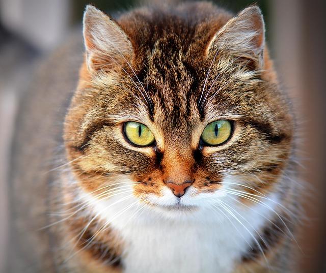 Essential Guide: How to Care for Your Exotic Pets
