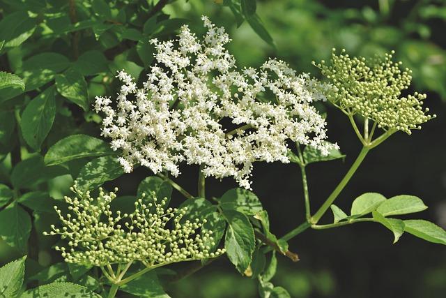 elder, elderflower, holder bush, black elder, elderberries, holder, holler, nature, berry, immature, bush type, fruit, vitamins, plant, remedies, medicinal plant, shrub, garden, healthy