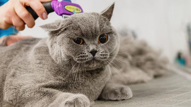 cat, nature, feline, grooming, pet, hair, purebred, hand, young, hairstyle, fur, animal, domestic, cut, professional, beauty, groomer, haircut, white, care, adorable, comb, mammal, tool, funny, fluffy